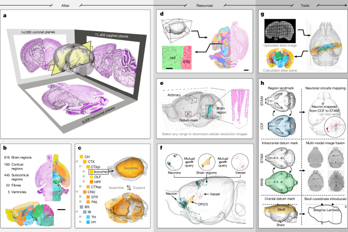 Fig. 1: Overview of STAM and its attached resources and tools.