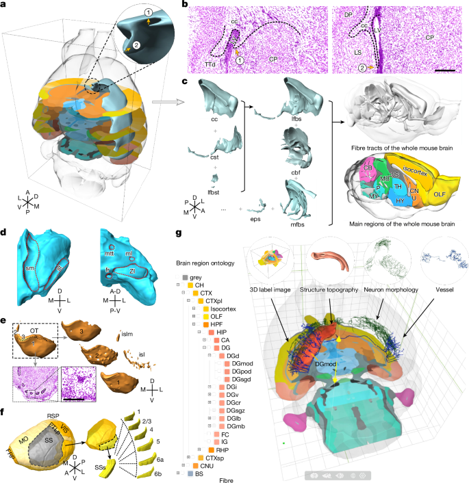 Fig. 3: Three-dimensional reconstruction of brain structures of STAM.