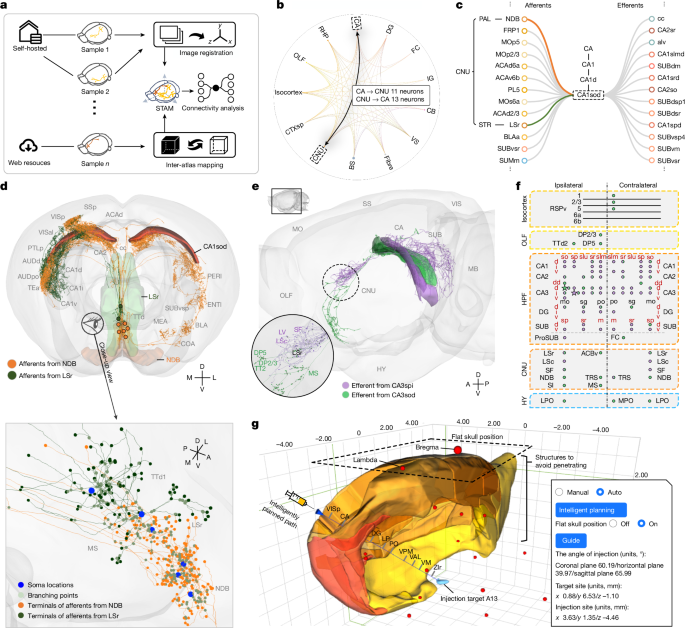 Fig. 5: Mapping neuronal circuits using STAM.