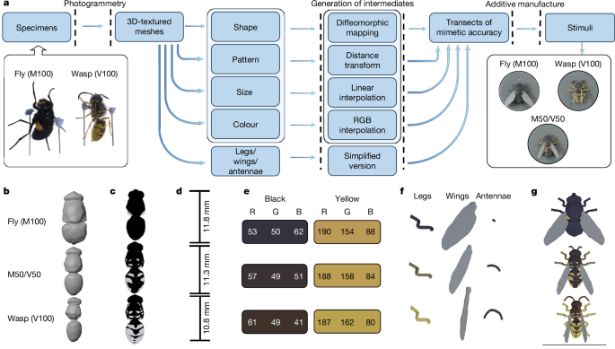 Fig. 1: Overview of the methods used to generate artificial mimetic stimuli.
