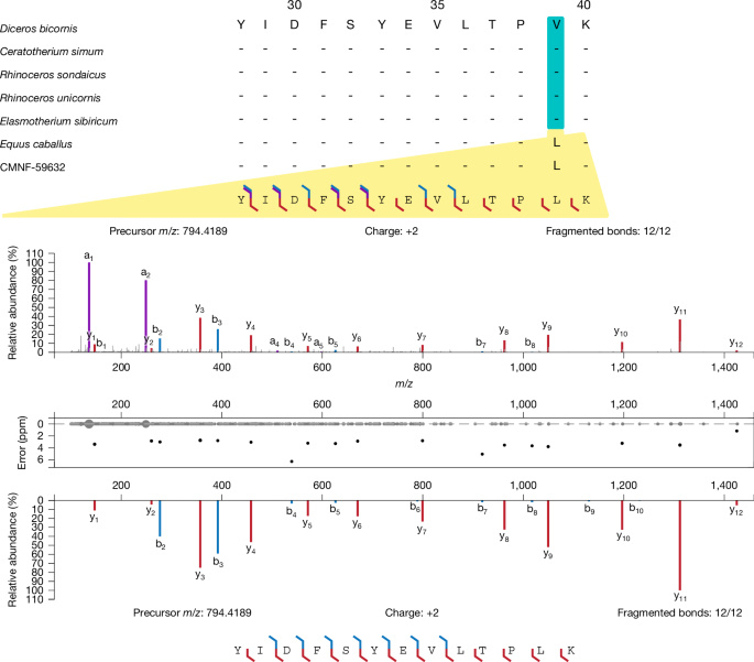 Fig. 3: Abridged alignment and mirror plots of a phylogenetically informative SAP at AMELX-39.
