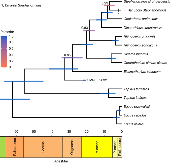 Fig. 4: Time-calibrated phylogeny of Rhinocerotidae enamel proteomes.