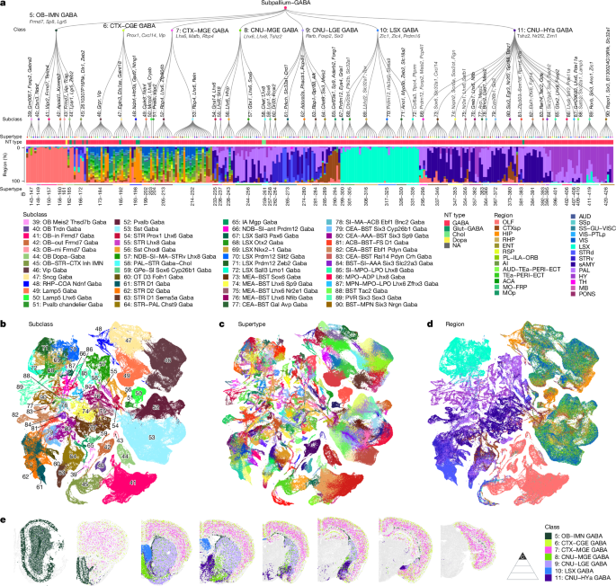 Fig. 1: Transcriptomic taxonomy of telencephalic GABAergic neuronal types in mice.