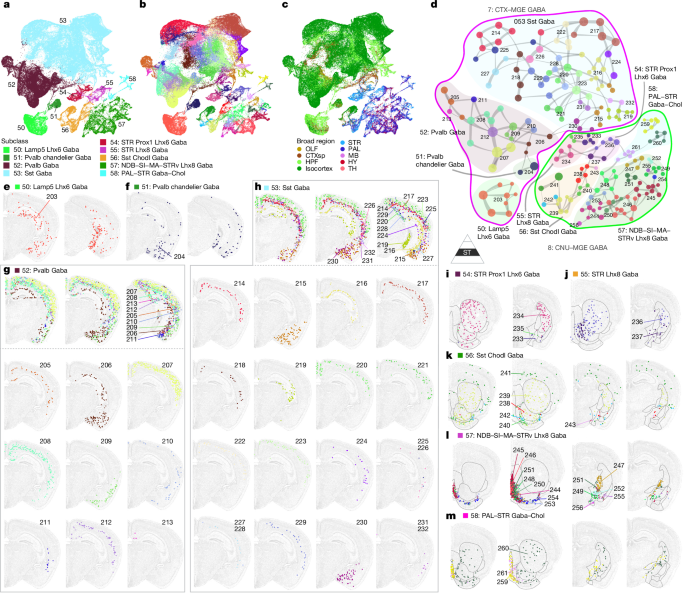 Fig. 2: MGE-derived GABAergic neuronal types in the CTX and CNU.