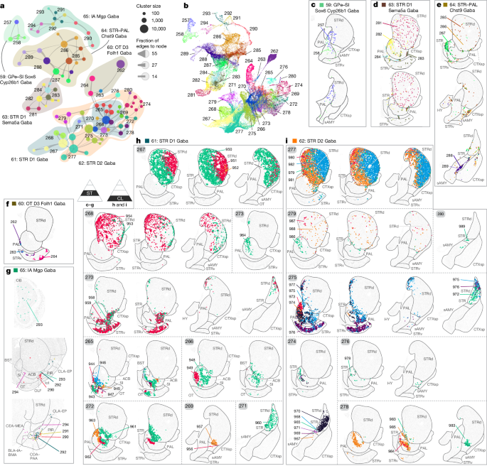 Fig. 3: LGE-derived GABAergic neuronal types of the CNU.