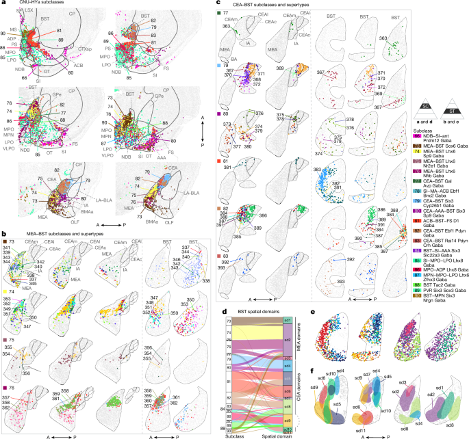 Fig. 4: Organization of GABAergic neuronal types across the sAMY and BST.
