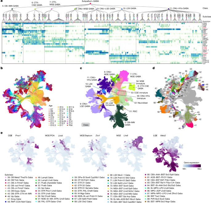 Fig. 5: TFs and developmental trajectories of telencephalic GABAergic neurons.