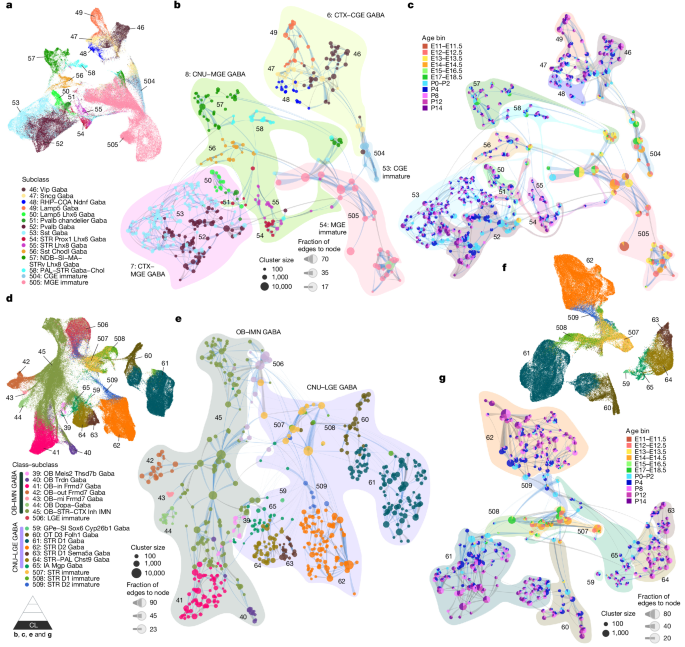 Fig. 6: Developmental trajectories of CGE-, MGE- and LGE-derived neurons.