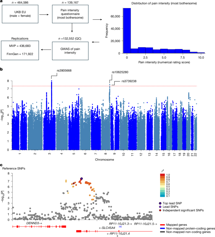 Fig. 1: UKB pain intensity (most bothersome) GWAS identifies novel signals.