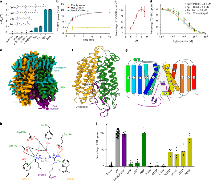 Fig. 2: SLC45A4 is a polyamine transporter with a plug domain.