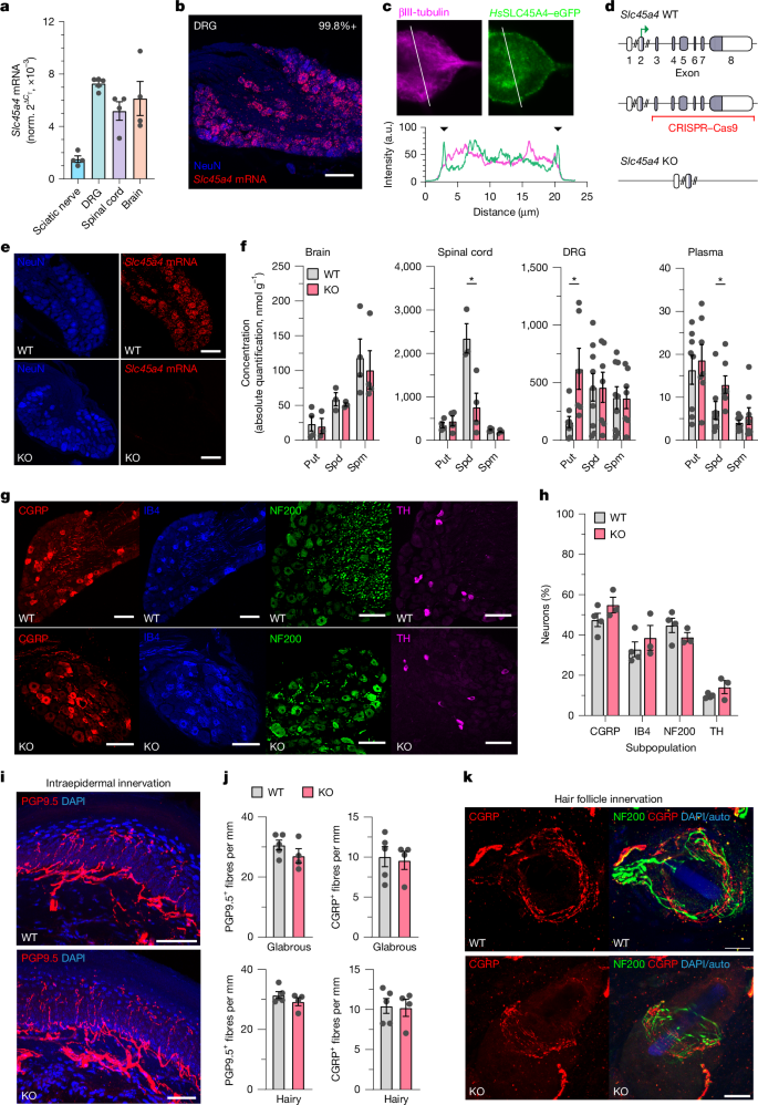 Fig. 3: Genetic ablation of Slc45a4 results in dysregulation of polyamines that does not alter nociceptor anatomy.