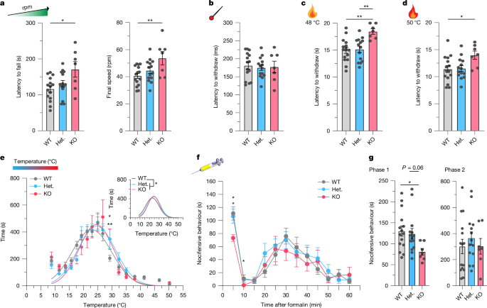 Fig. 4: SLC45A4 is important for motor endurance, heat sensitivity and tonic pain.