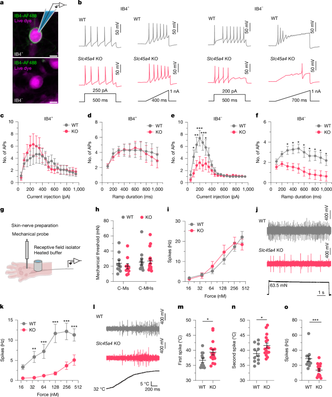 Fig. 5: SLC45A4 regulates the excitability of C-MHs.