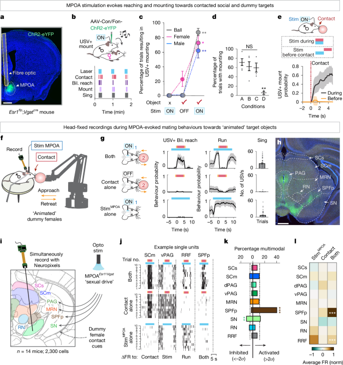 Fig. 1: Multiregional recordings during MPOA-driven consummatory behaviours.