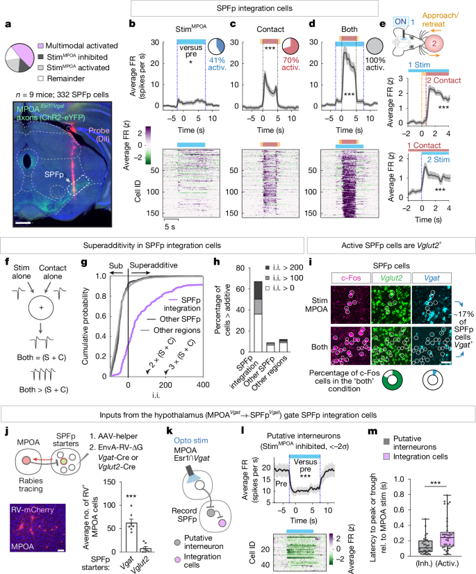 Fig. 2: SPFp neurons nonlinearly integrate MPOA input and target-contact cues.