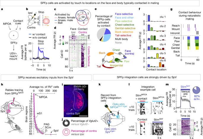 Fig. 3: Excitatory inputs from SpV relays target-contact cues to SPFp.
