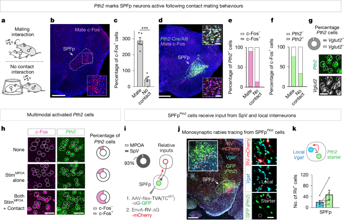 Fig. 4: Pth2 marks mating-activated multimodal SPFp neurons.