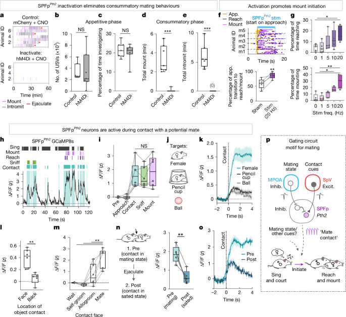Fig. 5: SPFpPth2 neurons encode social contact and causally control consummatory mating.