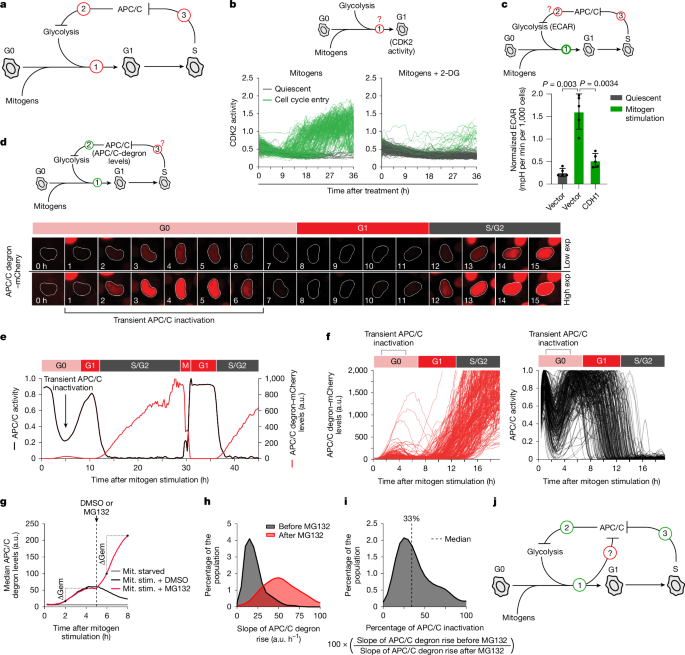 Fig. 1: APC/C transiently inactivates during the G0/G1 transition.