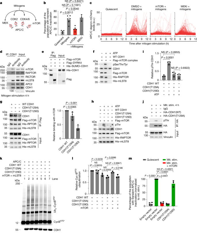 Fig. 2: mTORC1 phosphorylates APC/C during cell cycle entry.