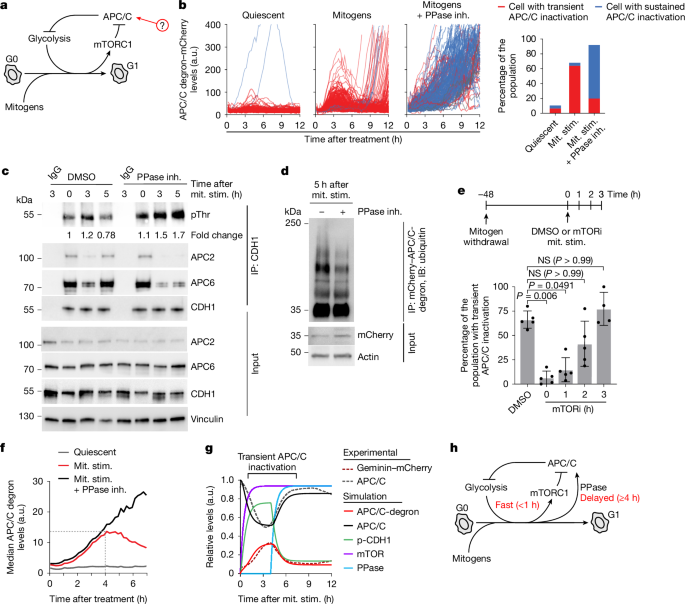 Fig. 3: An incoherent feedforward loop controls APC/C activity during cell cycle entry.