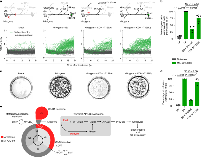 Fig. 5: Transient APC/C inactivation promotes cell cycle entry.