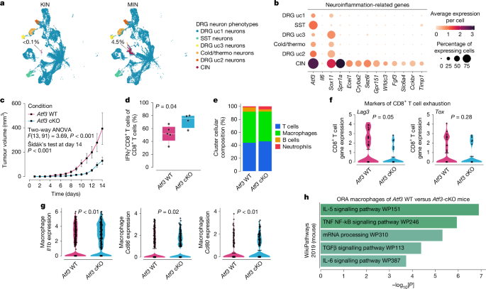 Fig. 4: Mitigating injury signalling inside peripheral sensory (nociceptors) neurons ameliorated intratumoural immunosuppression.