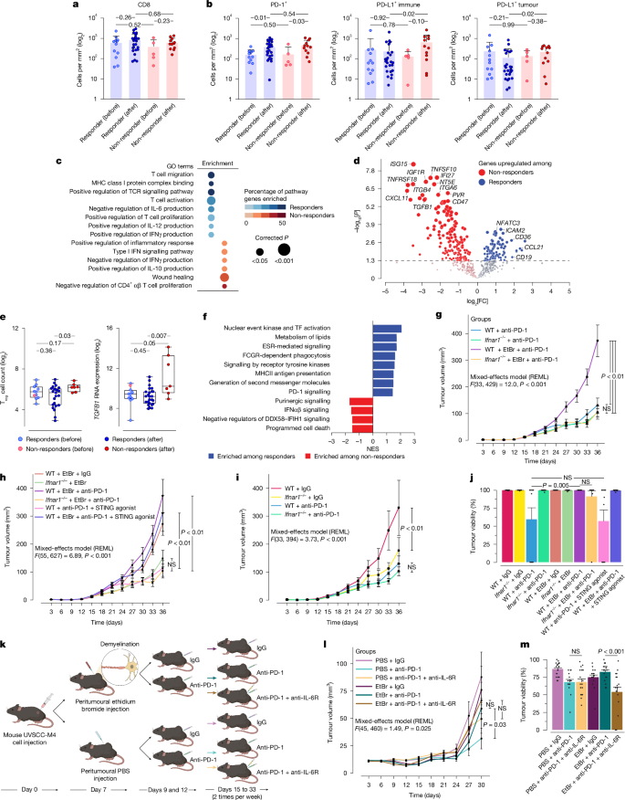Fig. 5: Blocking CINI’s deleterious inflammatory signalling enhances anti-PD-1 efficacy.