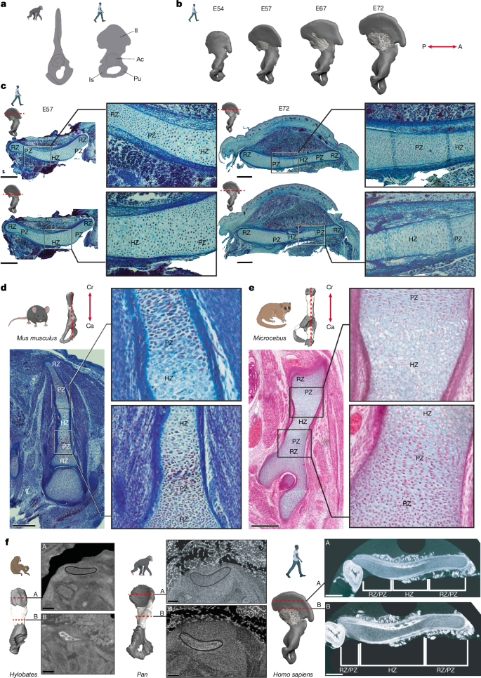 Fig. 1: Comparative chondrogenesis of human, primate and mouse iliac growth plate.