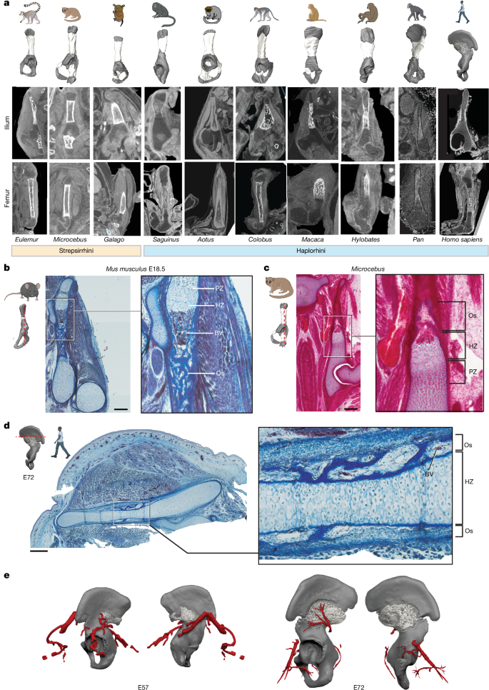 Fig. 3: Comparative primate ilium ossification during development.