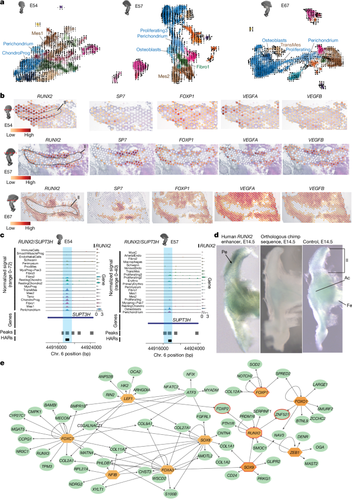 Fig. 4: Molecular basis of human iliac perichondral ossification.