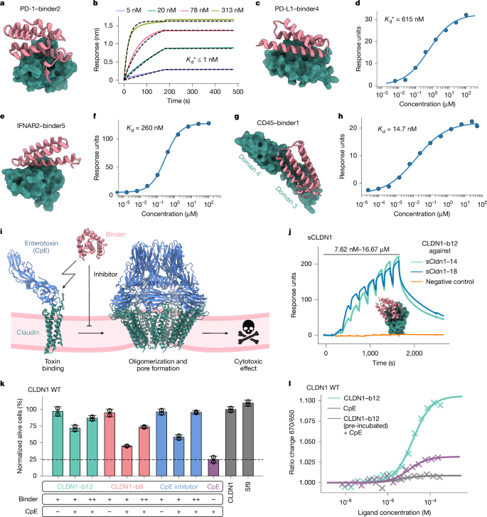 Fig. 2: Binder design targeting cell-surface receptors.