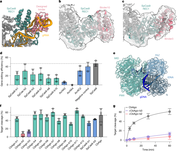 Fig. 4: Targeting nucleic acid interactions with de novo binders against nucleic acid-guided multi-domain nucleases.