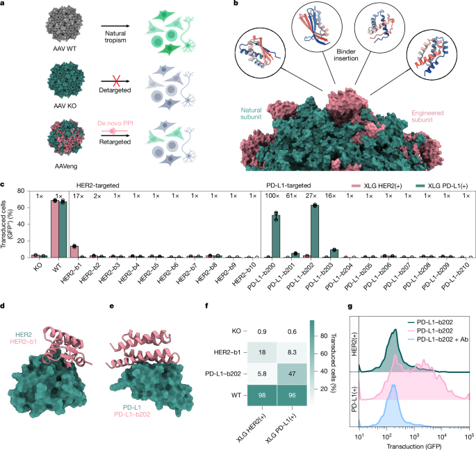 Fig. 5: Engineering targeted gene delivery by AAV.