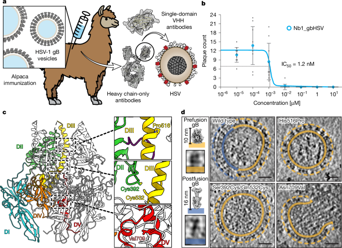 Fig. 1: Nanobody generation and target stabilization.