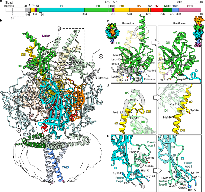 Fig. 2: Full-length prefusion structure of gB.