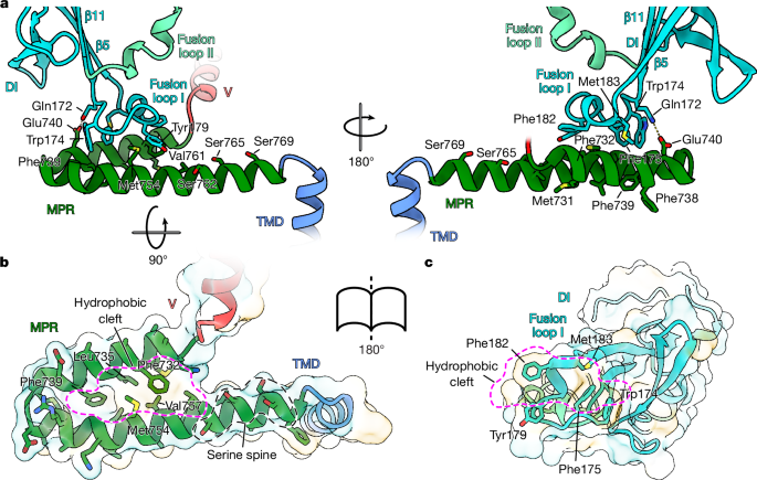 Fig. 3: Membrane-embedded regions.