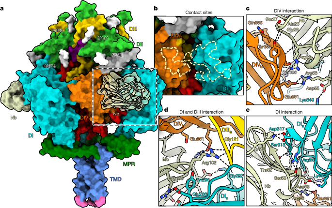 Fig. 4: Nb1_gbHSV binds gB.