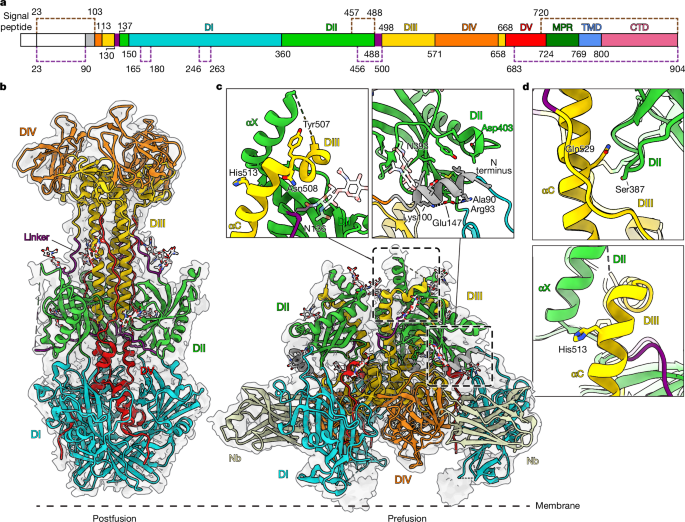 Fig. 5: HSV-2 gB bound by Nb1_gbHSV.