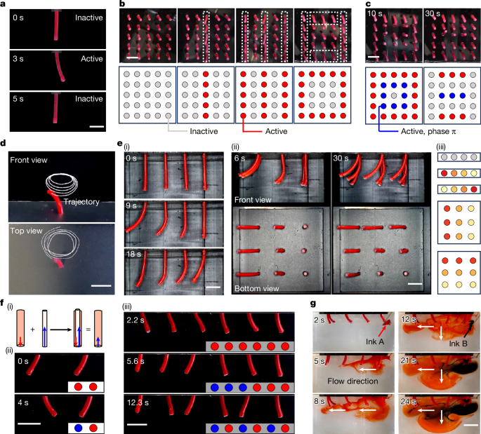 Fig. 3: Reprogrammable cilia array demonstration.