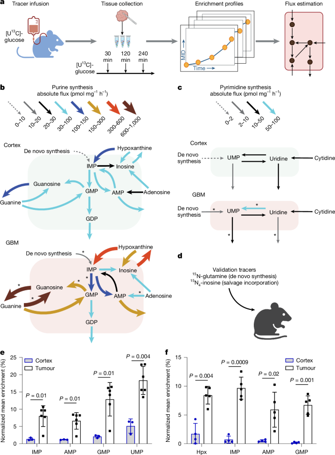 Fig. 3: GBM elevates nucleotide biosynthesis fluxes.