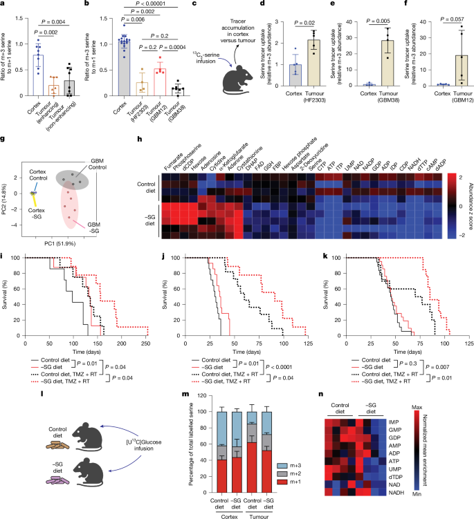 Fig. 4: Rewired serine metabolism enables GBM nucleotides and therapeutic resistance that can be overcome by dietary serine/glycine restriction.