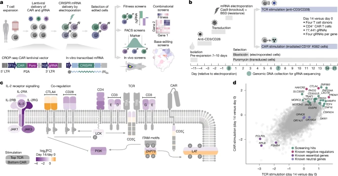 Systematic discovery of CRISPR-boosted CAR T cell immunotherapies