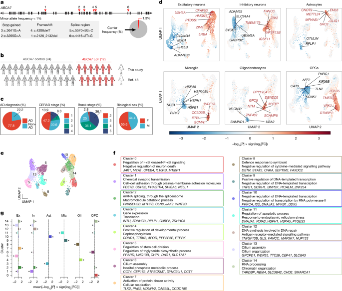 Fig. 1: snRNA-seq atlas of post-mortem PFC from ABCA7 LoF variant carriers.
