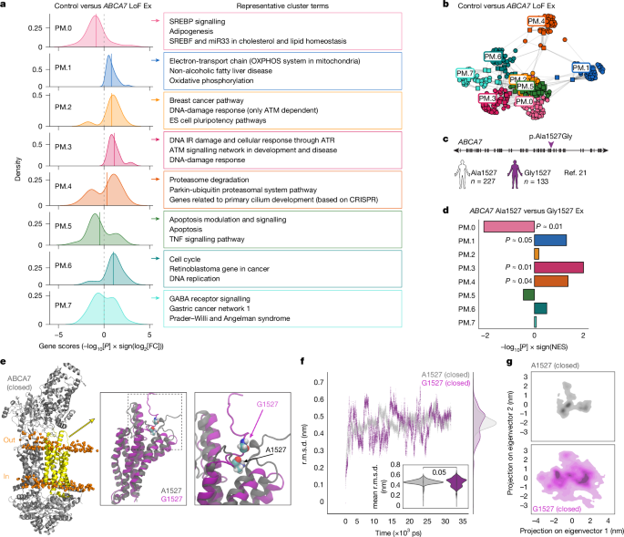 Fig. 2: Transcriptional changes in ABCA7 LoF and ABCA7 p.Ala1527Gly excitatory neurons.
