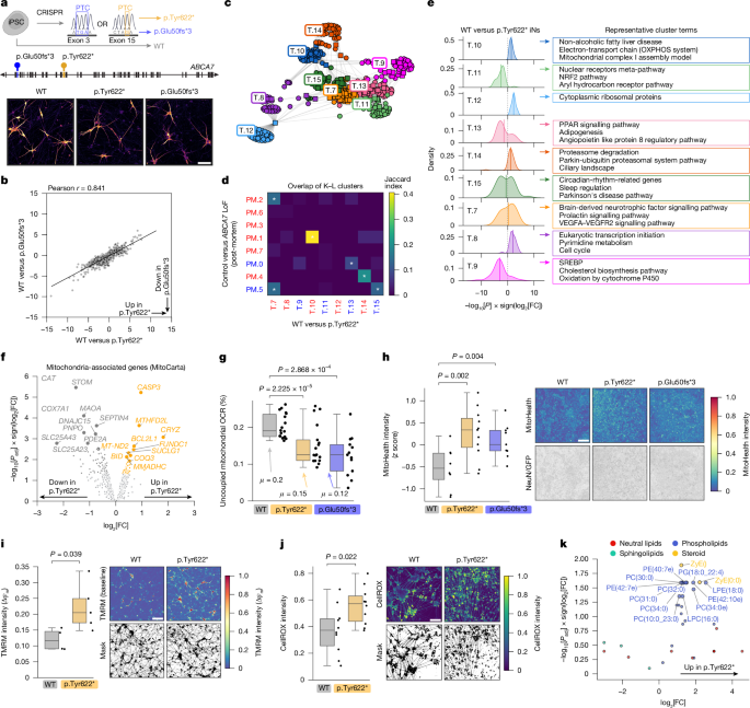 Fig. 3: ABCA7 LoF variants impact mitochondrial function in neurons.