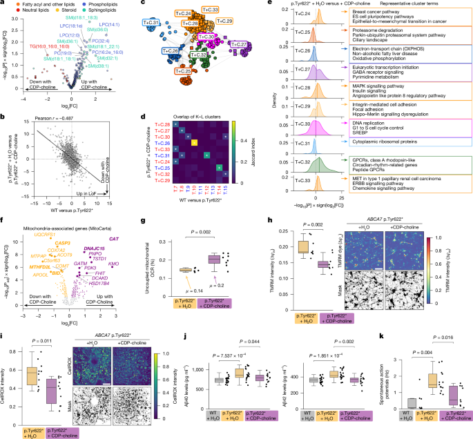 Fig. 4: CDP-choline reverses ABCA7 LoF impacts in neurons.