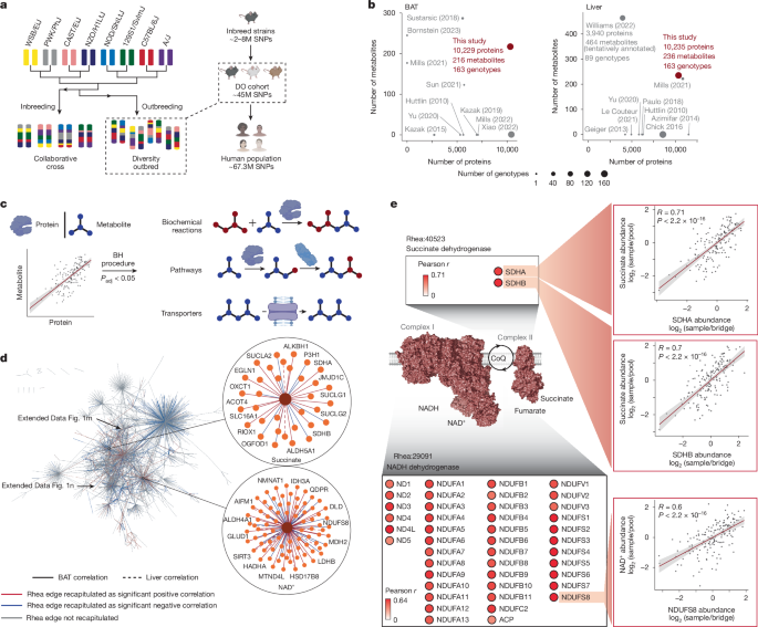 Fig. 1: Protein–metabolite covariation in the DO cohort recapitulates established biochemical reactions.