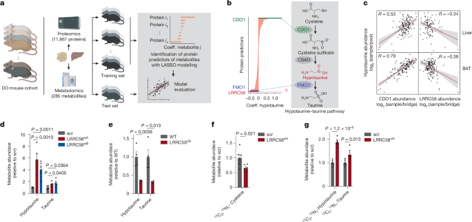 Fig. 2: MPCA identifies LRRC58 as a negative regulator of hypotaurine and taurine production.