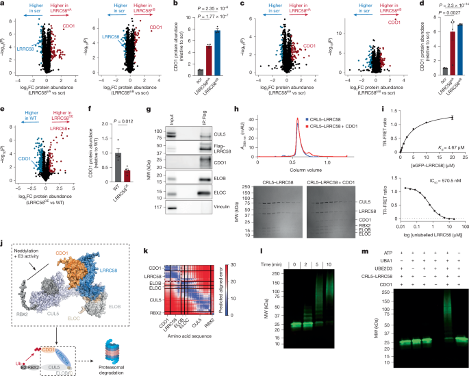 Fig. 3: LRRC58 is a substrate adaptor for an E3 ligase that targets CDO1 for degradation.